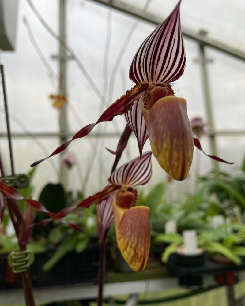 Paphiopedilum wilhilmianae