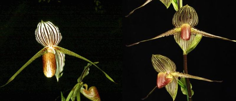 Paphiopedilum rothschildianum `Anja` x Bel Royal