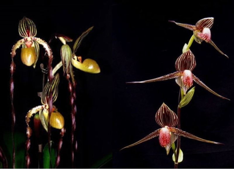 Paphiopedilum Shin-Yi Sanders x rothschildianum