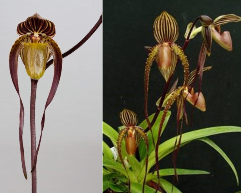 Paphiopedilum Yang Ji Apple x Prince Edward of York - TC841