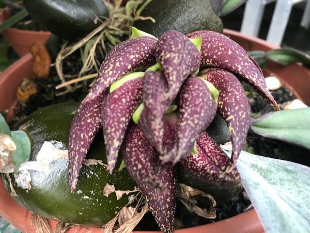 Bulbophyllum Hercules phalaenopsis x macrobulbon   Elite Orchids