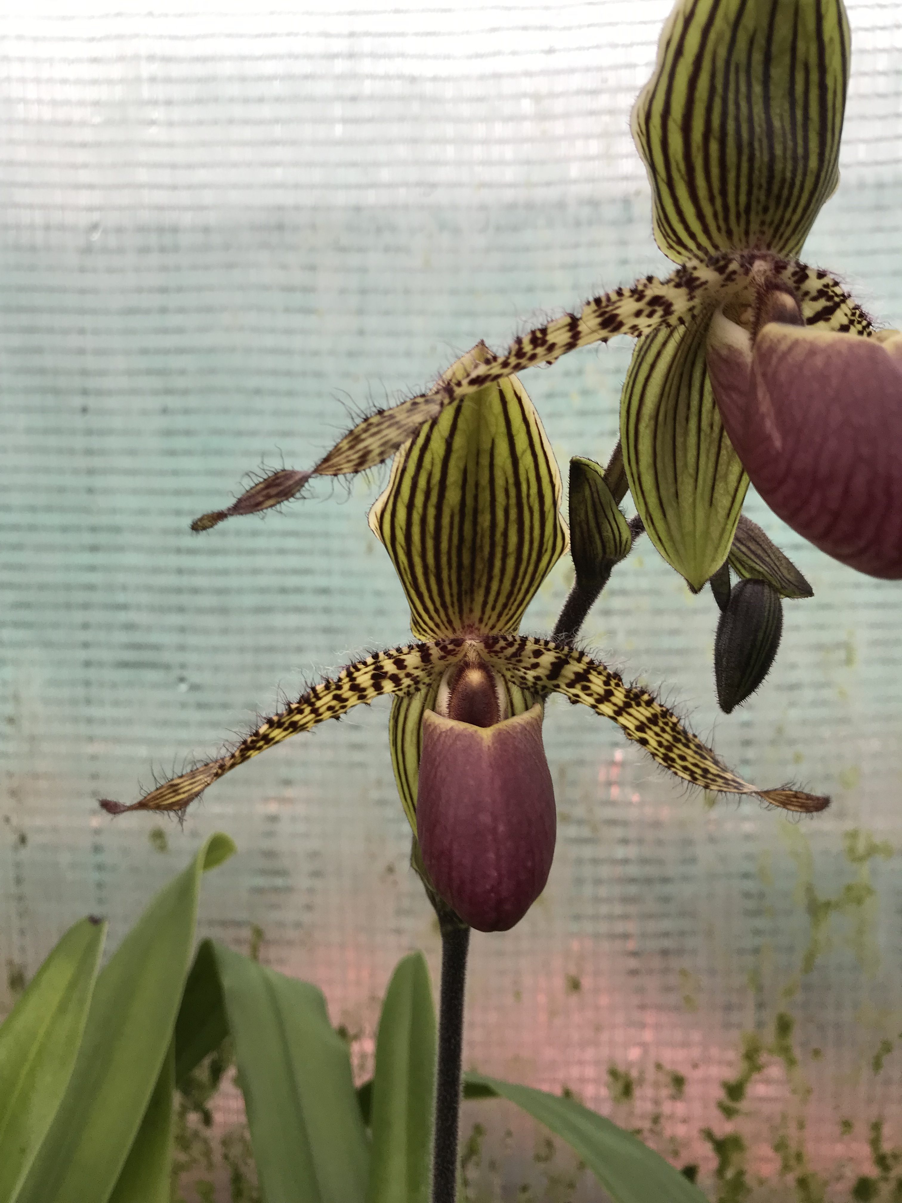 Paphiopedilum Transvaal Leon Elite Orchids