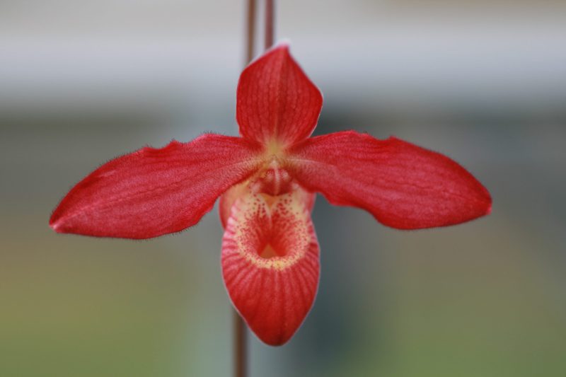 Phragmipedium Memoria Dick Clements (besseae x sargentianum)