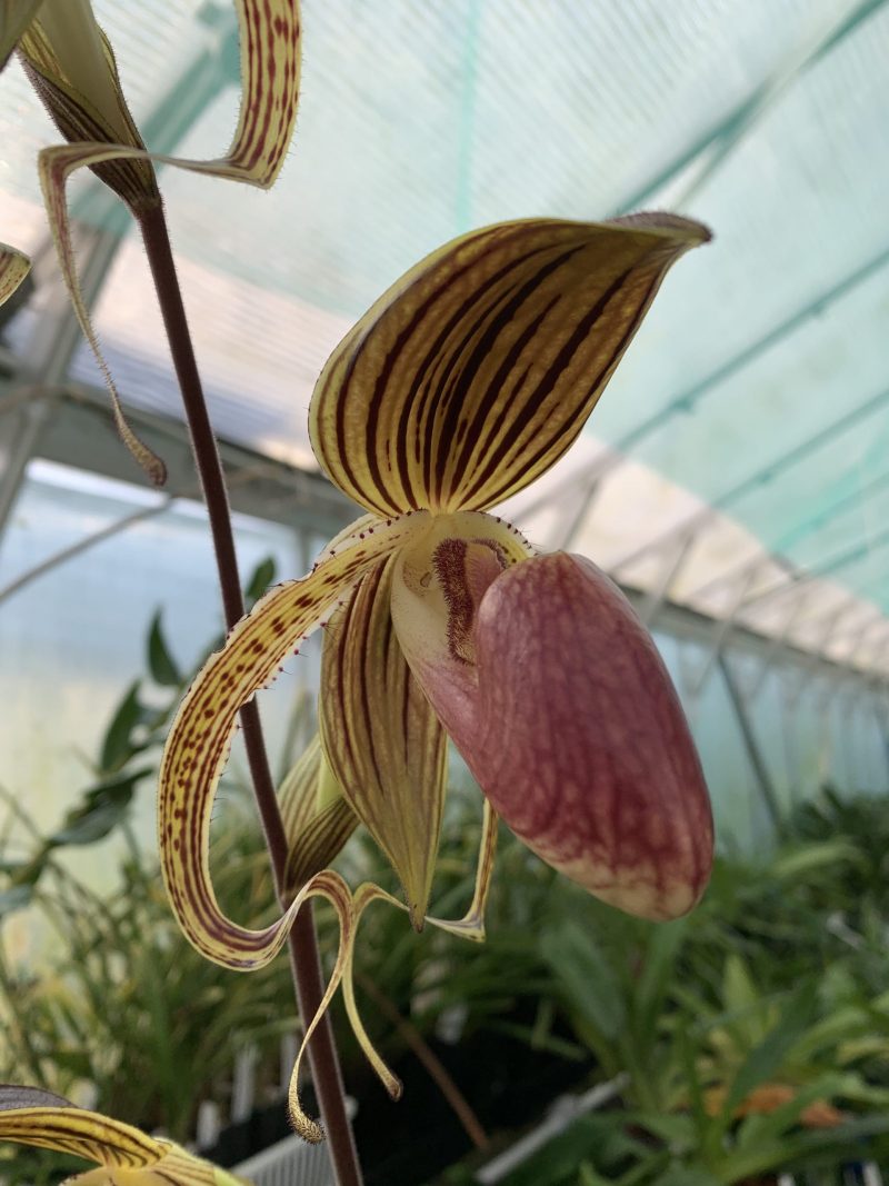 Paphiopedilum Hung Sheng Eagle (rothschildianum x Paph. gigantifolium )