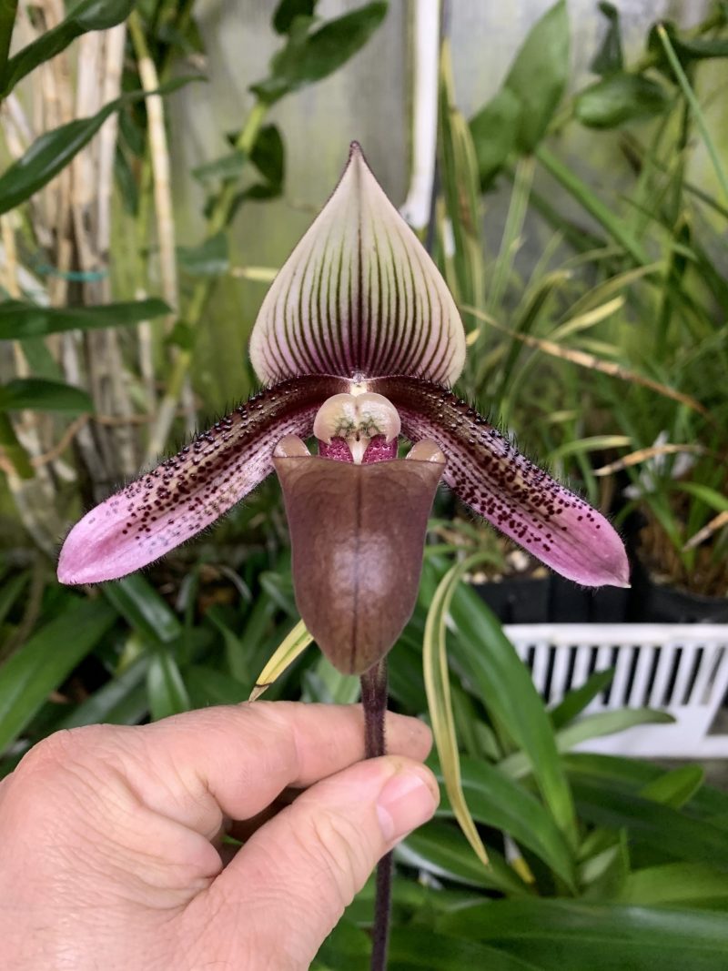 Paphiopedilum ciliolare