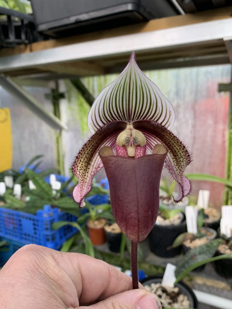 Paphiopedilum superbiens var curtisii
