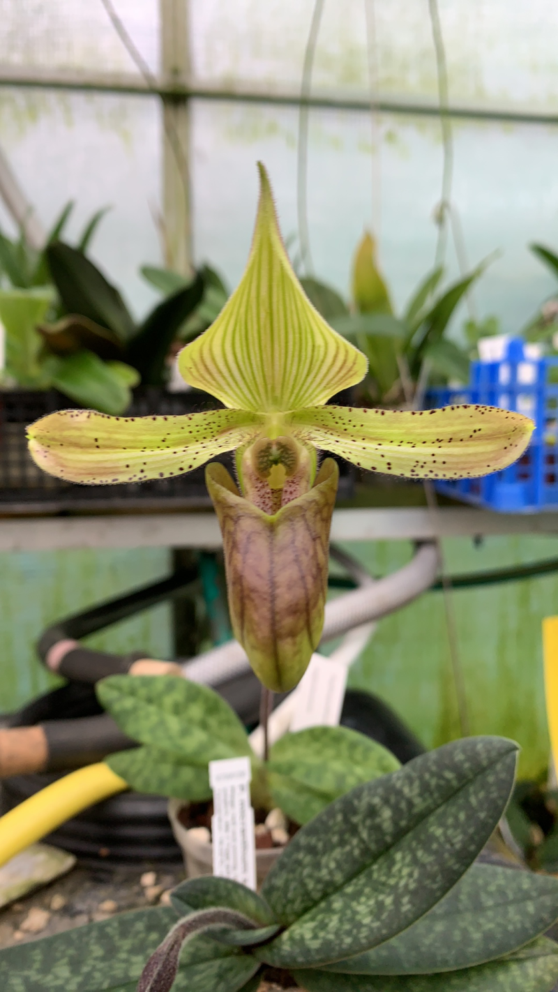 Paphiopedilum sugiyamanum