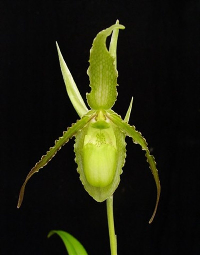 Phragmipedium boissierianum var. reticulatum