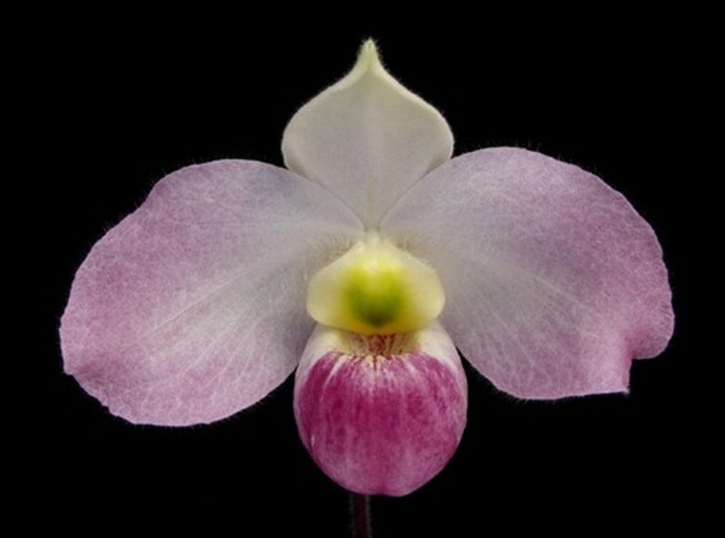 Paphiopedilum vietnamense x sib