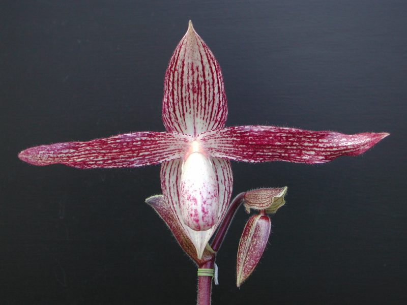 Paphiopedilum Wossner Vietnam Star (rothschildianum 'Flora' x Paph. vietnamense '#1')