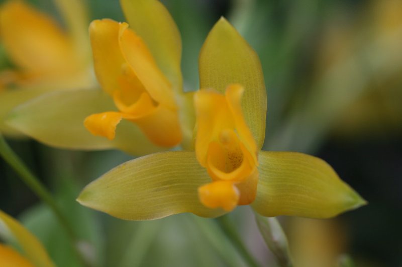 Lycaste aromatica 'Elites Best'