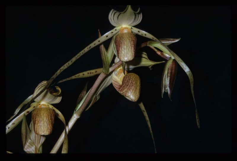 Paphiopedilum platyphyllum 'Ruth Kennedy' AM/AOS x self   OIS0011