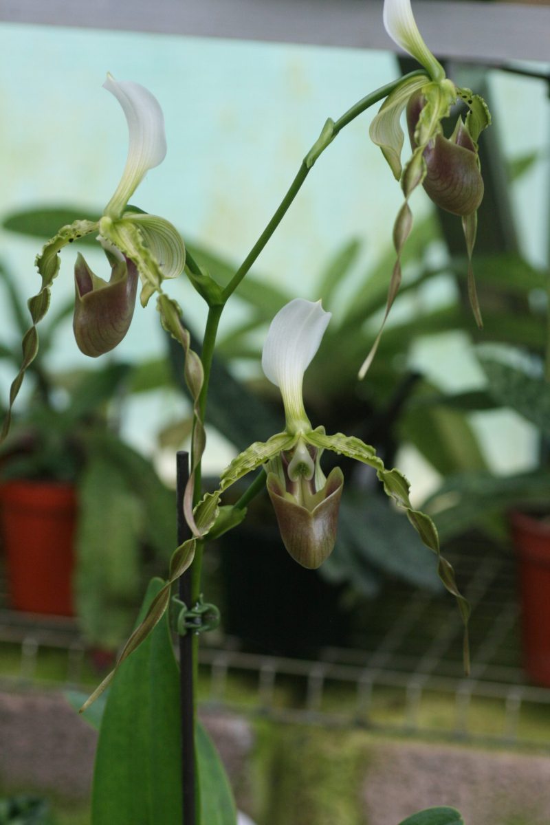 Paphiopedilum dianthum - Image 3