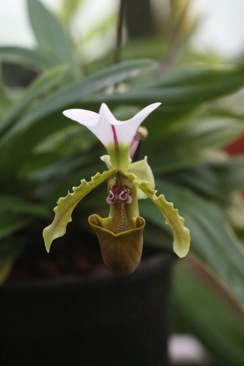Paphiopedilum spicerianum