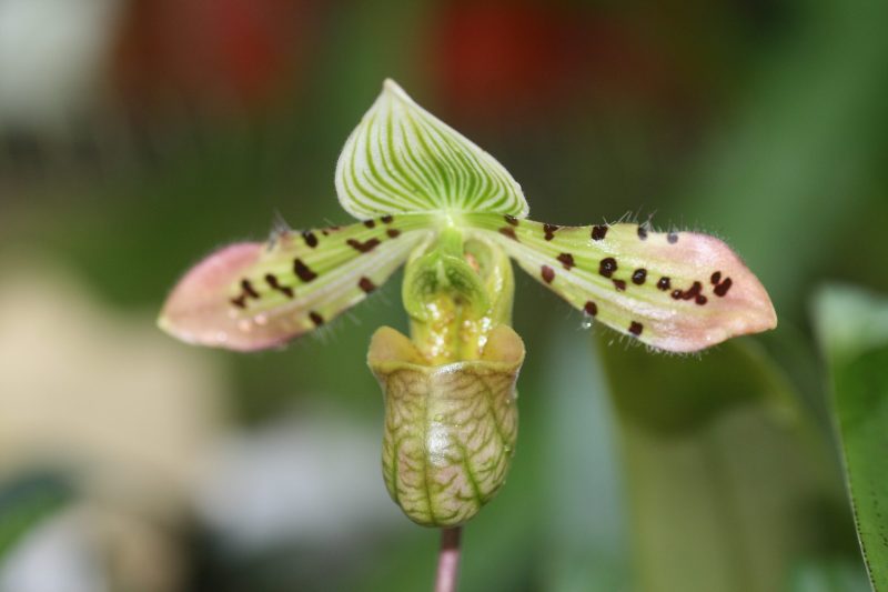 Paphiopedilum venustum