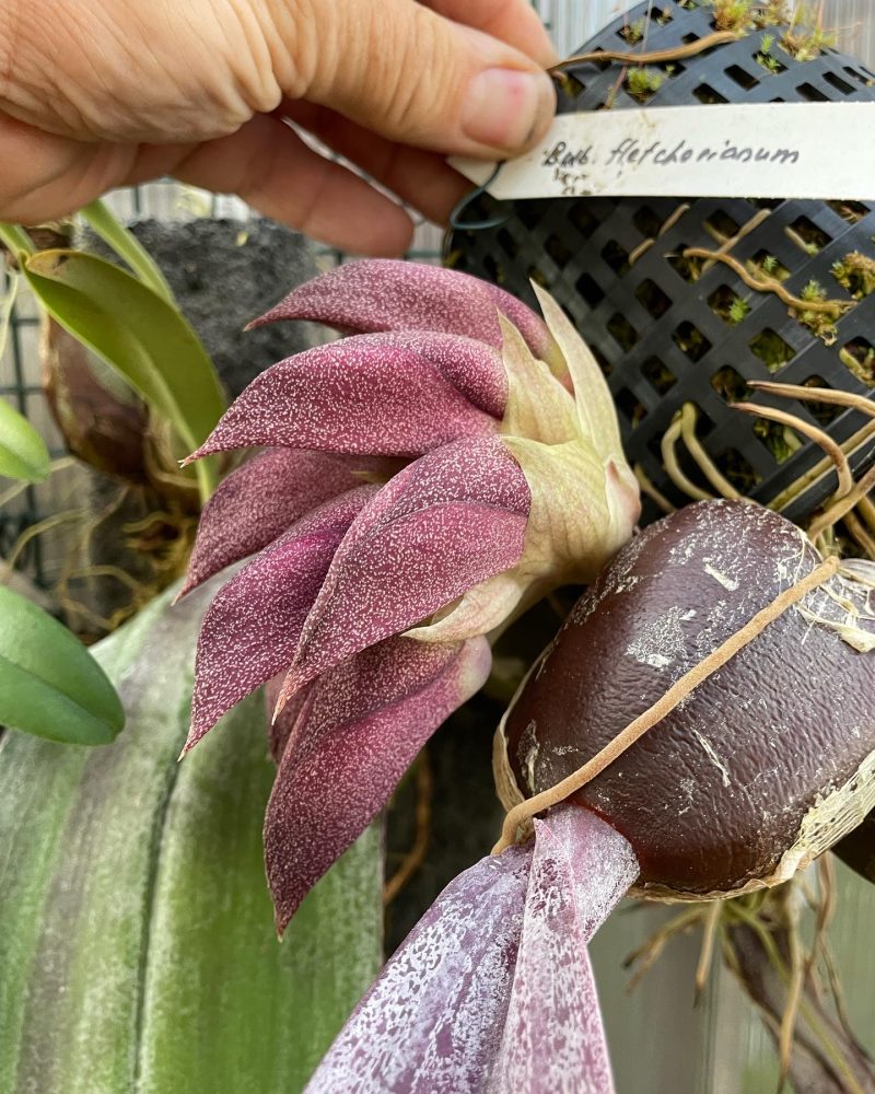Bulbophyllum orthosepalum