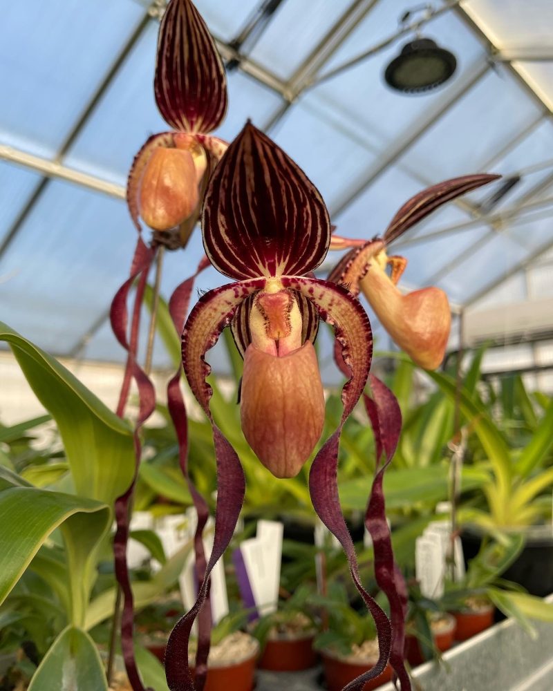 Paphiopedilum Yang-Ji Apple x sanderianum