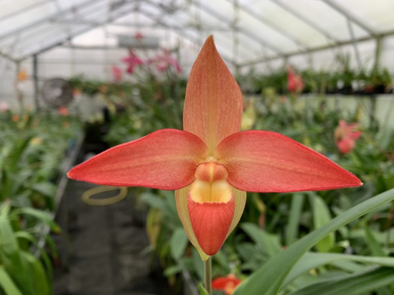 Phragmipedium besseae ‘Raging Red’ x Nicholle Tower 'Tower of Red'