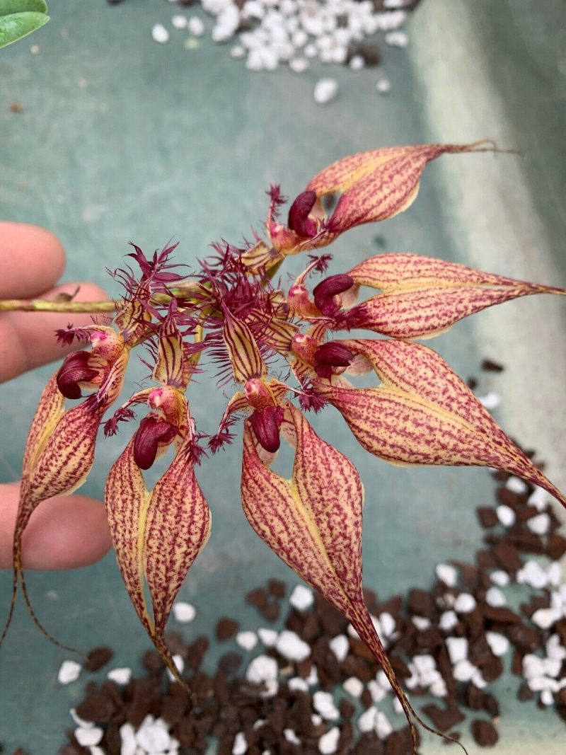 Bulbophyllum Vindobona (rothschildianum x ornatissimum)