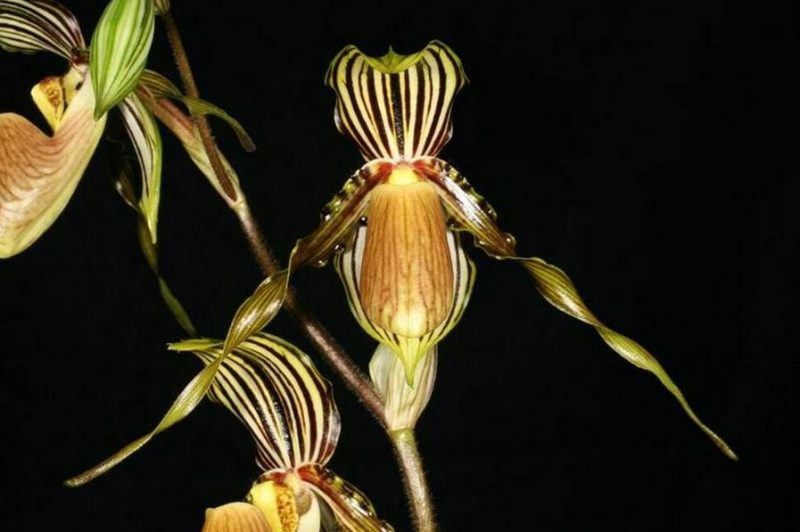 Paphiopedilum praestans x sib (Golden Boy x Five Magnifico)     OIS 0226