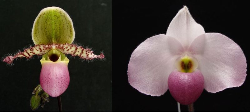 Paphiopedilum Orinoco Flow x Ho Chi Minh (delenatii 'Dunkel' x vietnamense 'Miss Saigon)