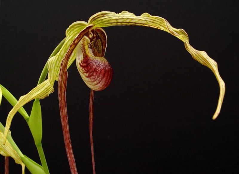 Phragmipedium humboldtii (syn. caudatum var warscewiczianum/warscewiczii/popowii)