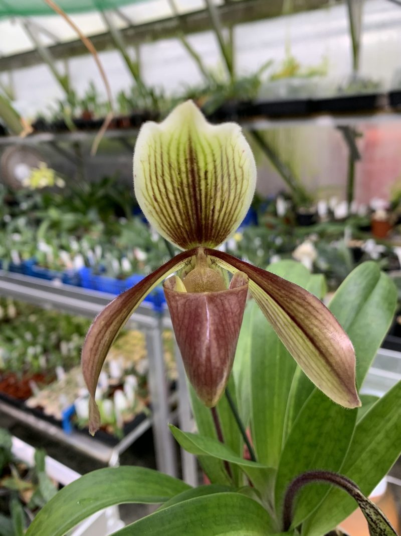 Paphiopedilum affine 'Westwood'
