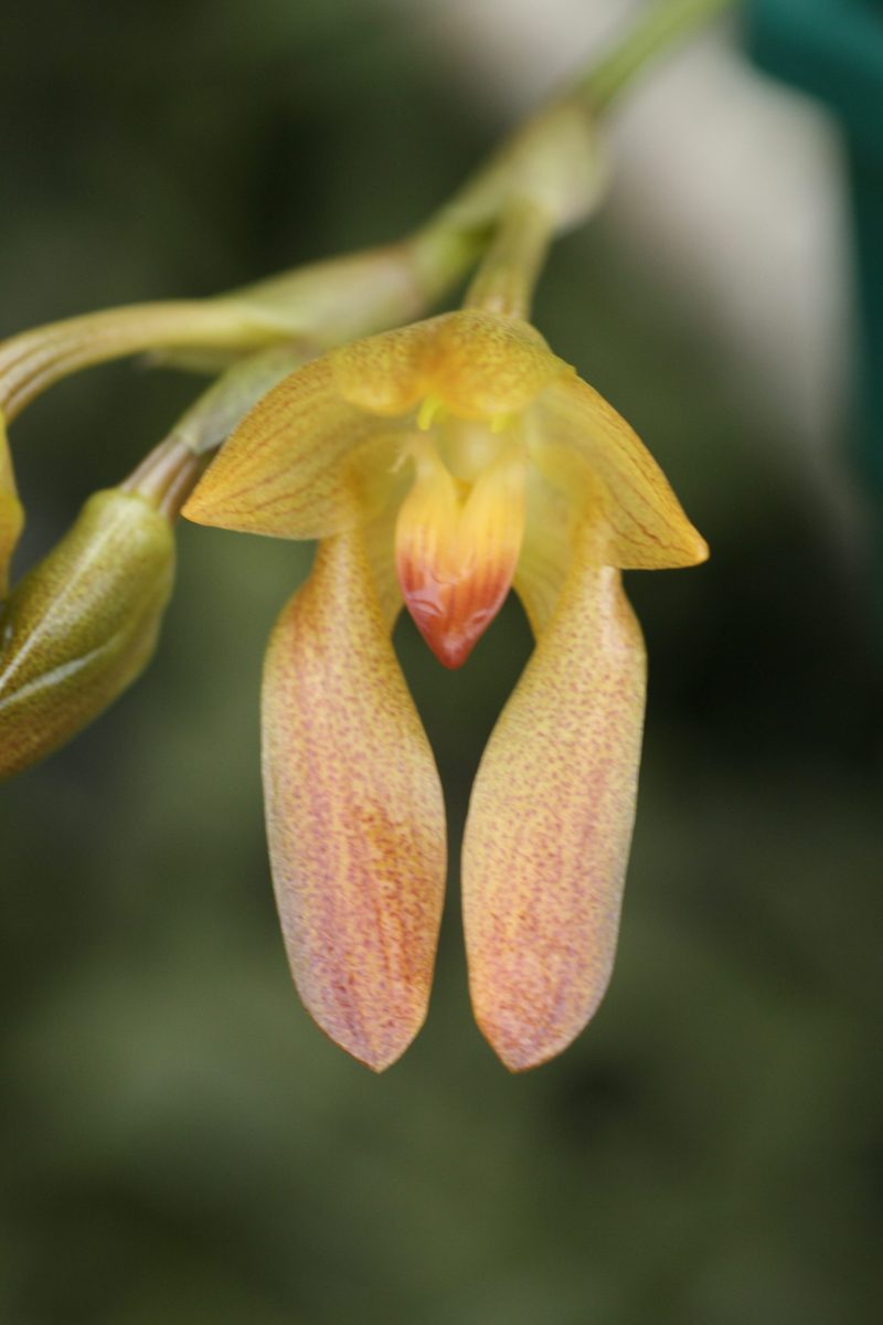 Bulbophyllum cootseii