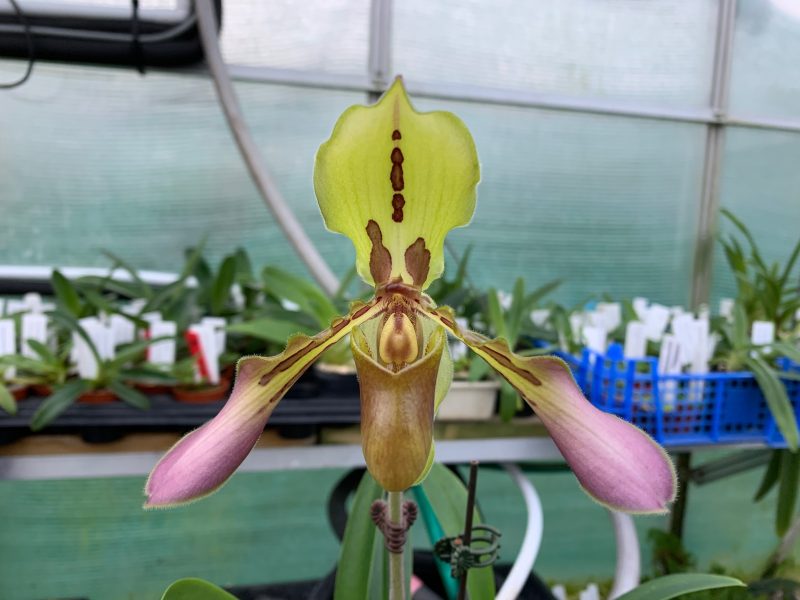 Paphiopedilum tigrinum 'Proud Bengal' AM/AOS x self OIR0048
