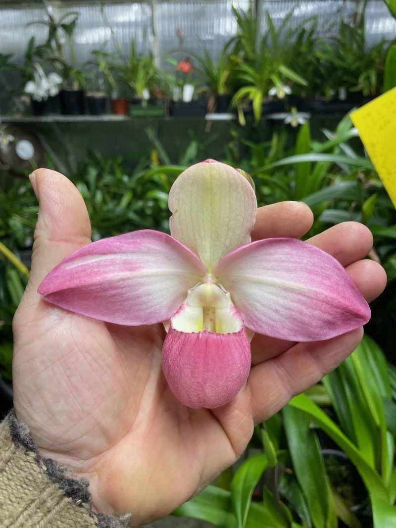 Phragmipedium Suzanne Decker "Elite's 1st" (kovachii x Cape Sunset)