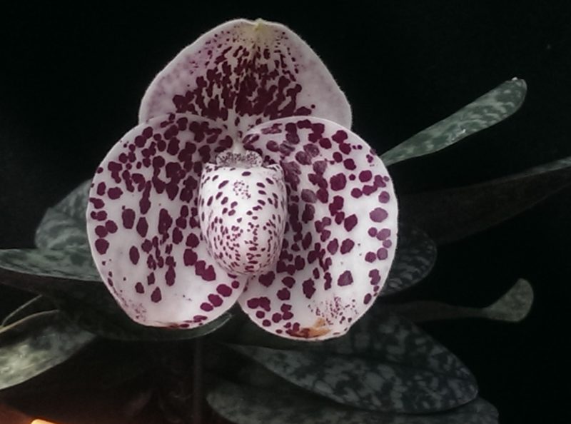 Paphiopedilum bellatulum