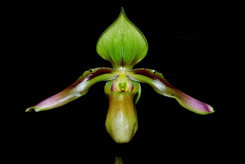 Paphiopedilum linii