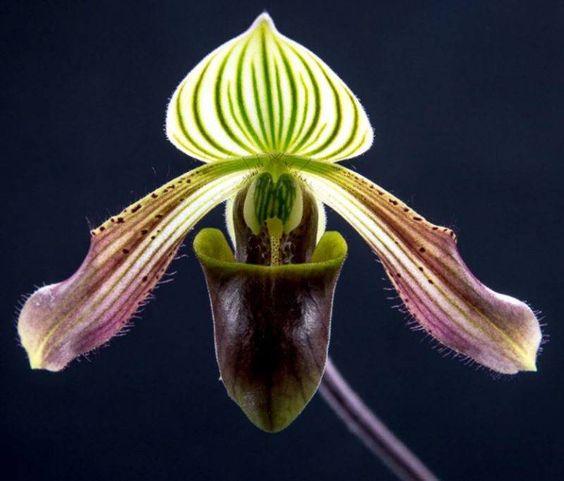 Paphiopedilum urbanianum