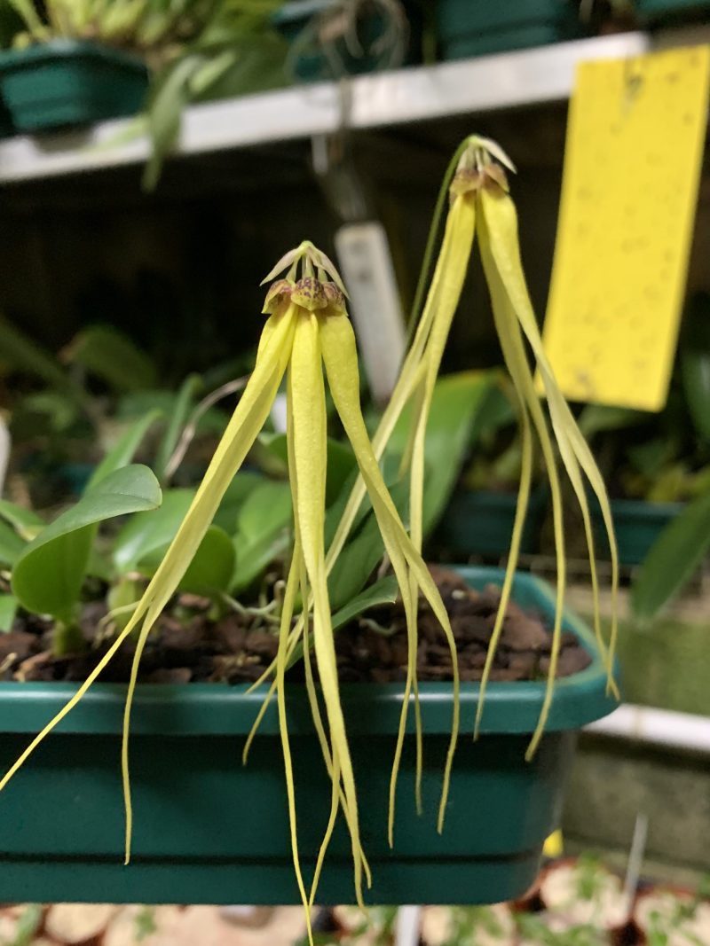 Bulbophyllum thiurum #1
