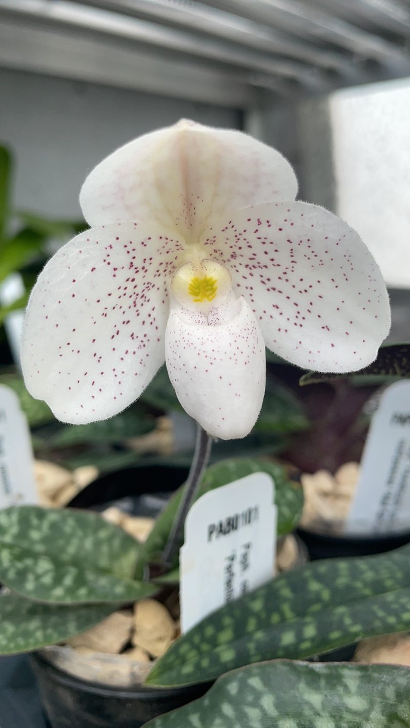 Paphiopedilum concolor 'Yellow Bird' x thaianum 'Perfecto'