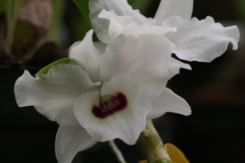 Dendrobium Pandorama