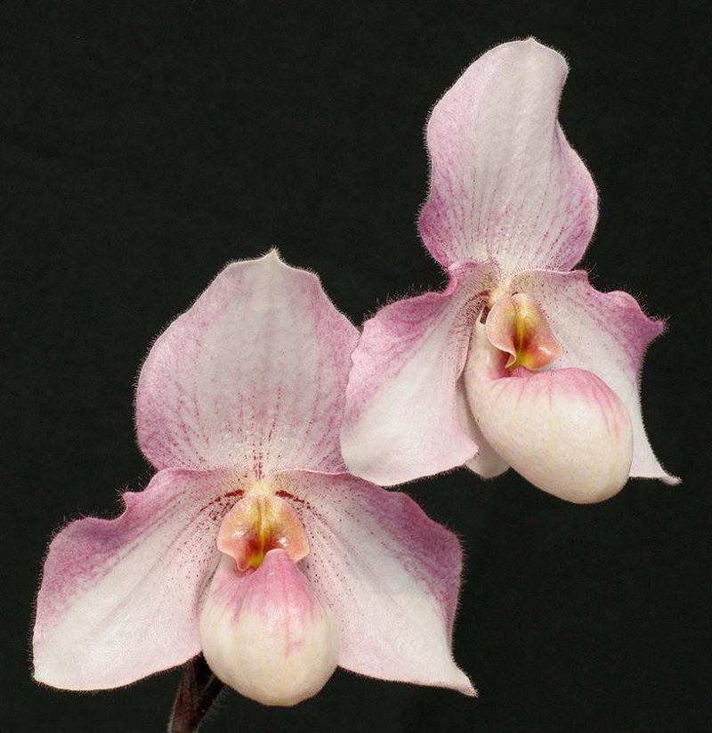 Paphiopedilum Black Diamond 'Jazz Singer' (delenatii x fairrieanum)