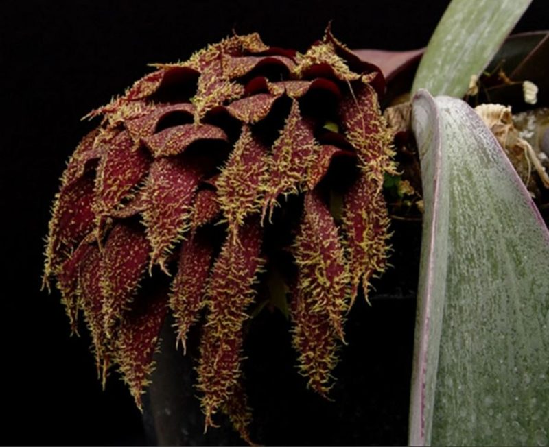 Bulbophyllum phalenopsis