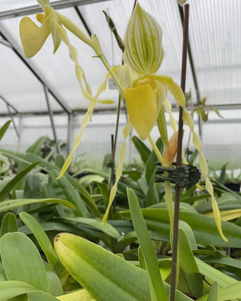Paphiopedilum philippinense laevigatum fma. album