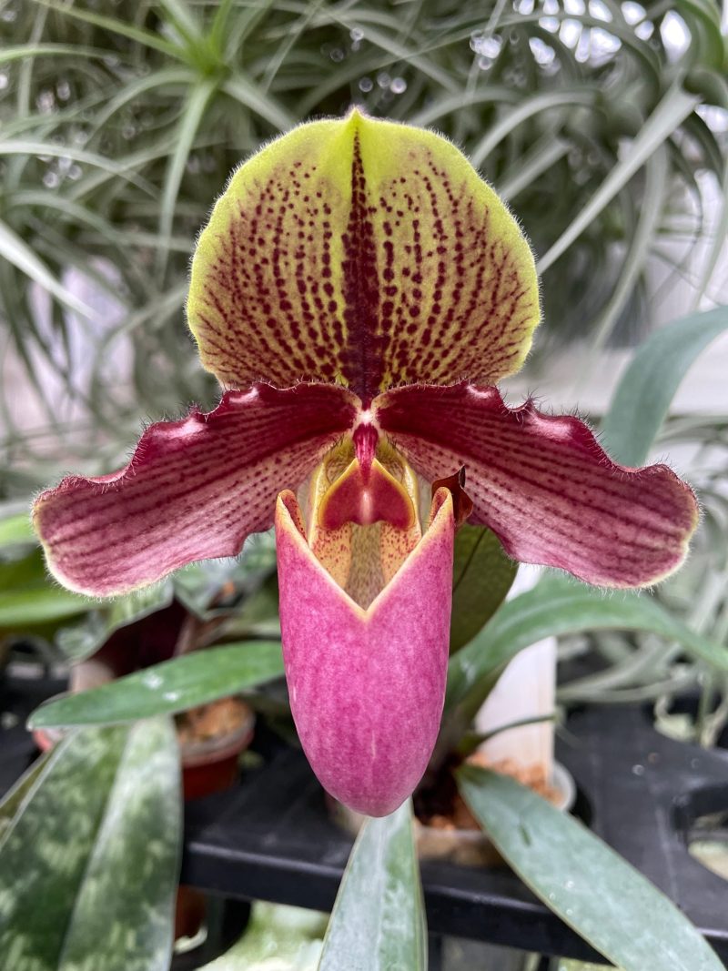 Paphiopedilum Fallersleben (henryanum x rungsuriyanum)