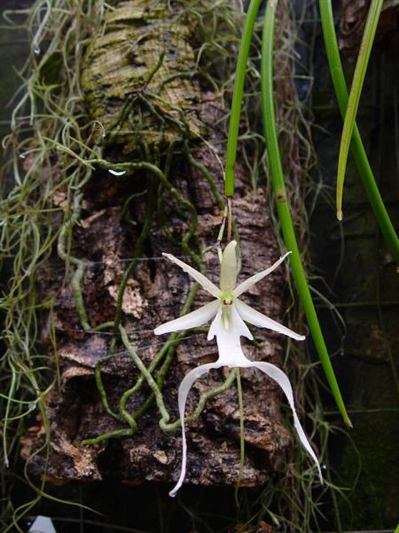 Dendrophylax lindenii `The Florida Ghost Orchid´