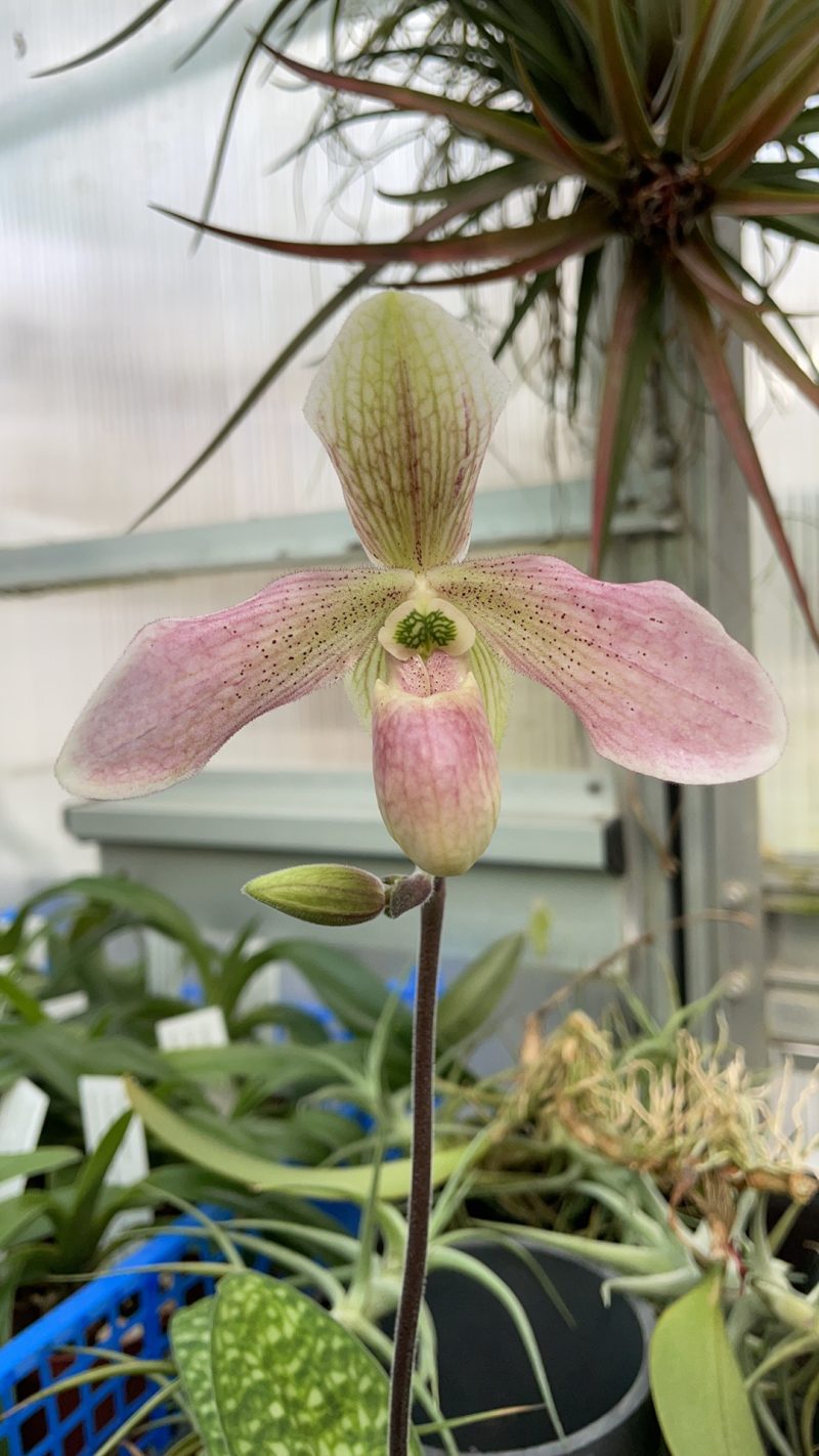 Paphiopedilum thaianum x lunatum