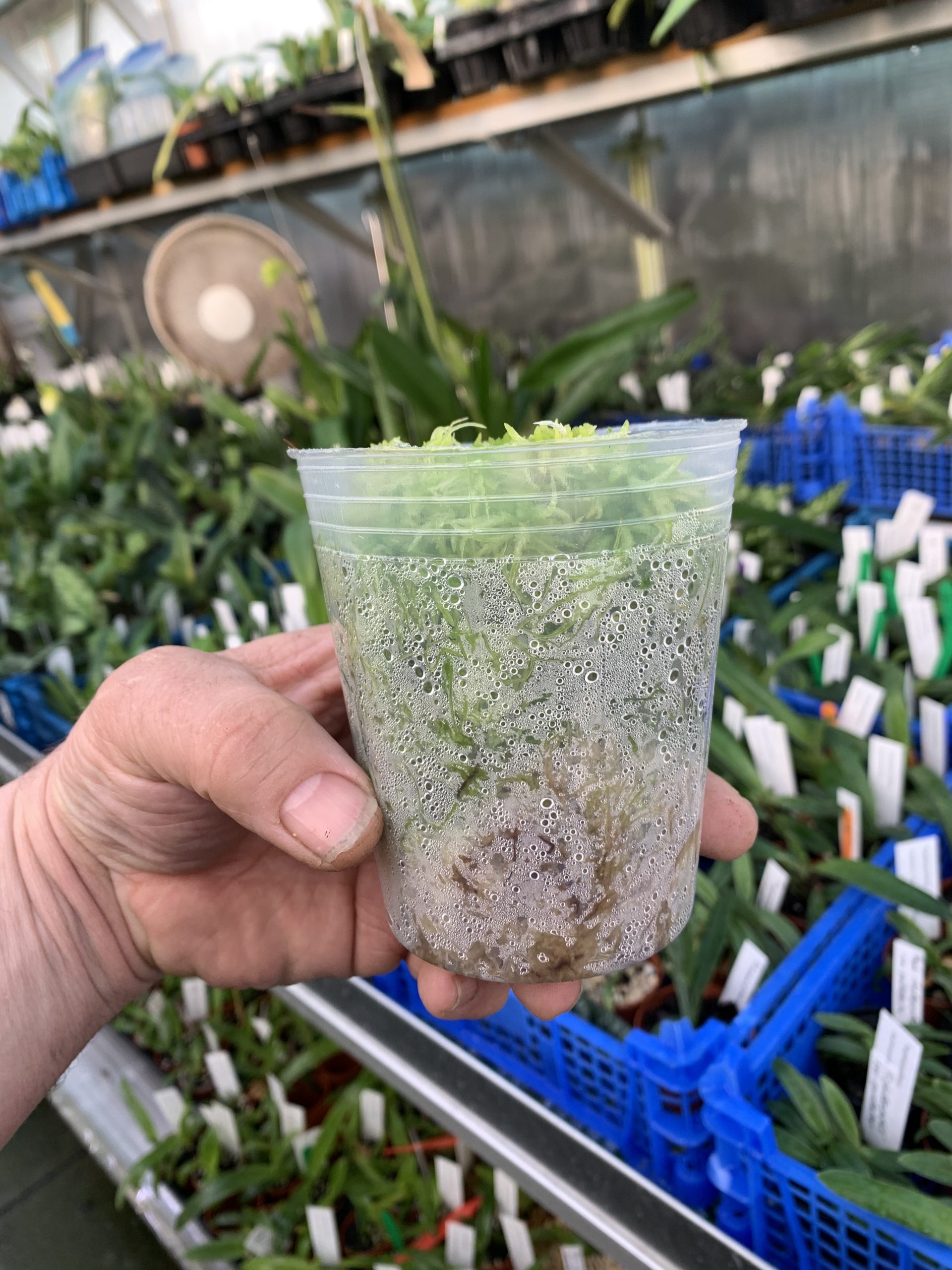 Sphagnum moss on sale for sale