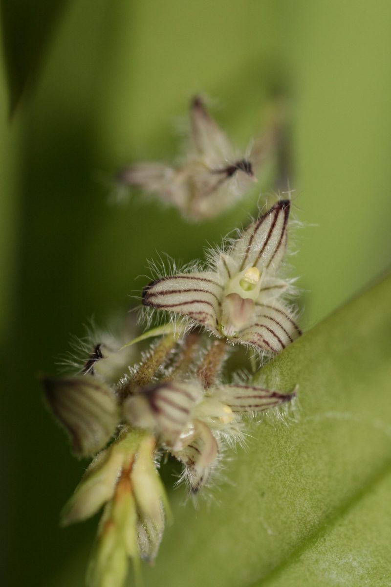 Bulbophyllum lindleyanum