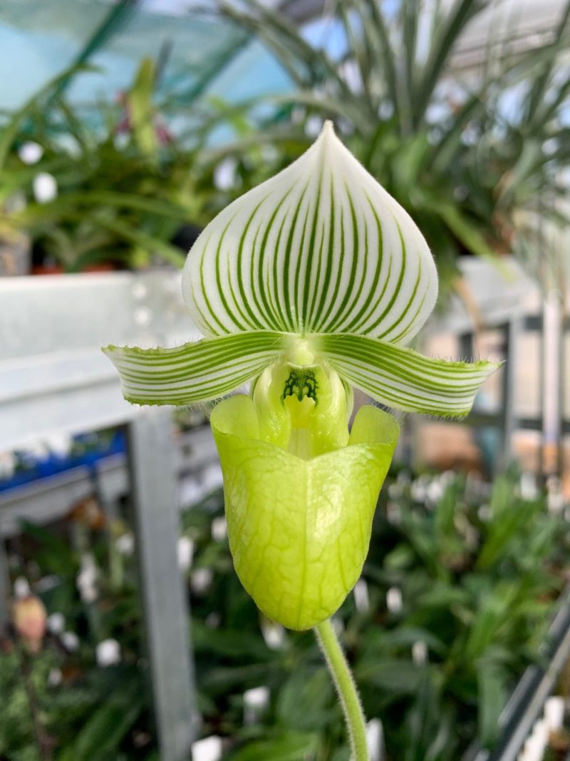 Paphiopedilum hennisianum var christiansenii x sib ('Pale Wonder' x 'Wide Smile')  OIT0178