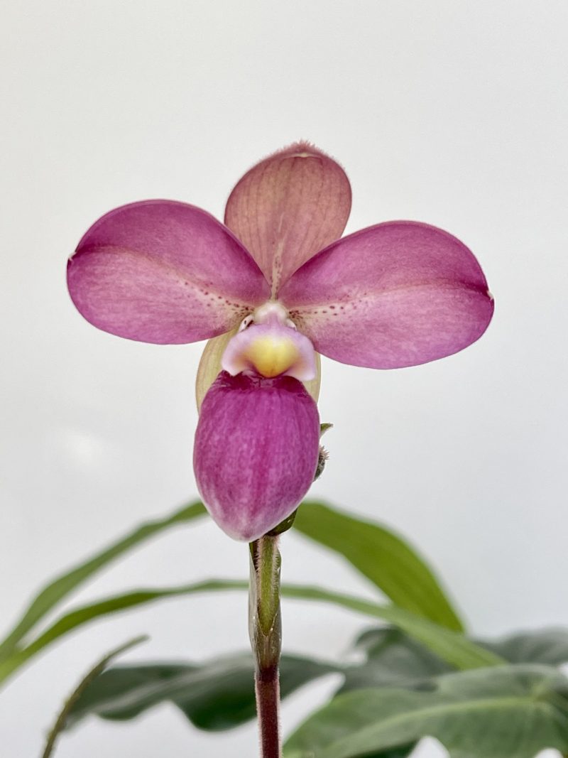 Phragmipedium Priscila de Portilla (manzurii x kovachii)
