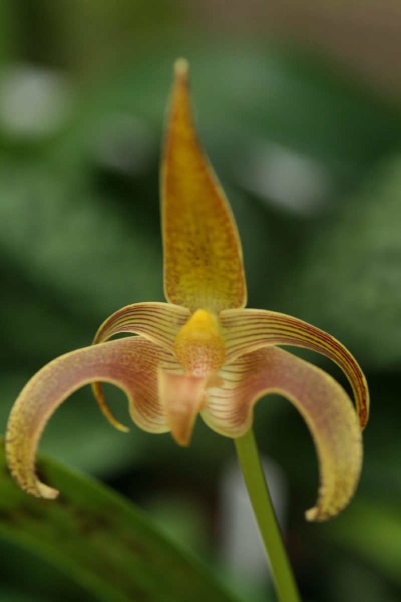 Bulbophyllum lobbii #1