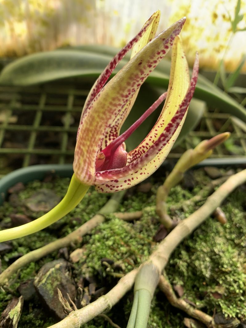 Bulbophyllum cheiri