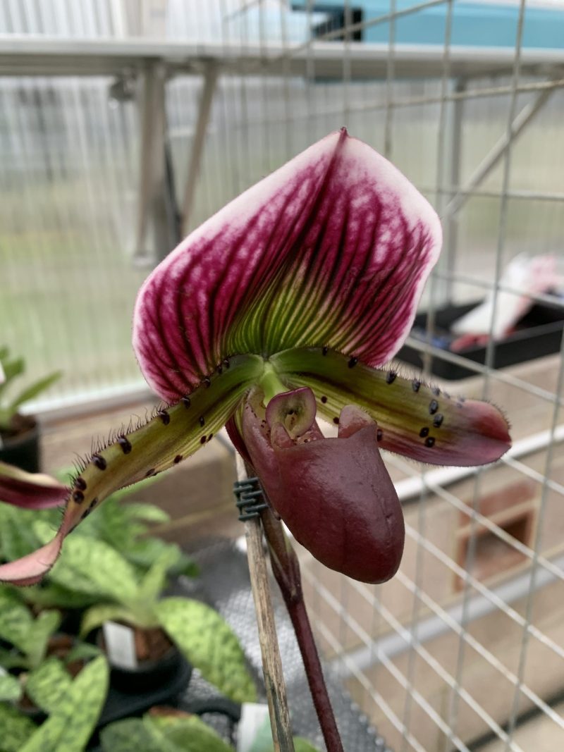 Paphiopedilum Classic Pinot