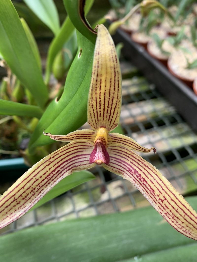 Bulbophyllum Jim Krull (lobbii x ornatissimum)